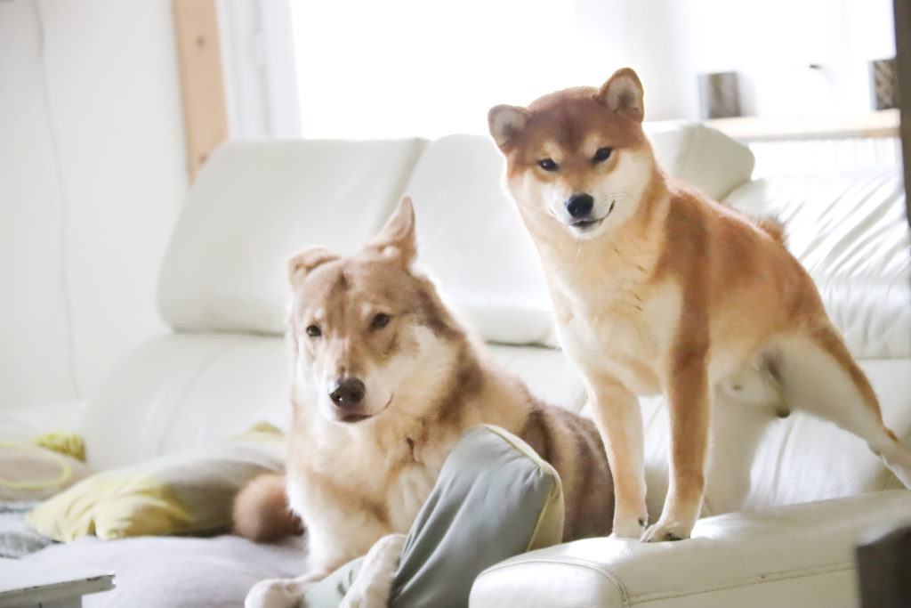 Gossip (Chien-loup de Saarloos) & Ryuk